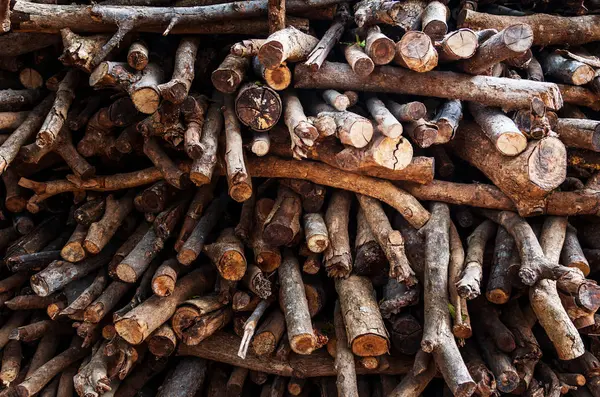 Odun için yapılan kuru dallar