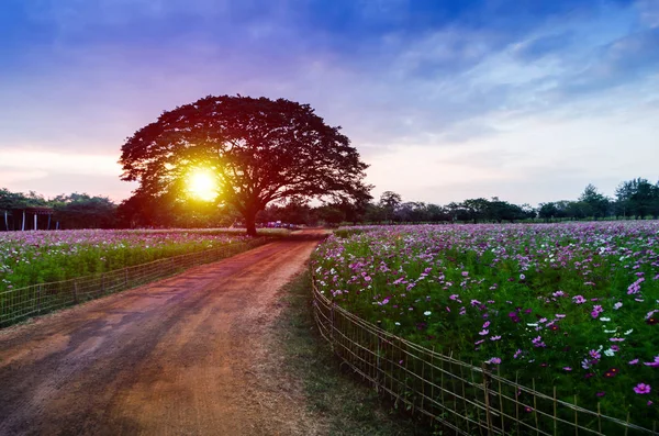 Yürüyüş ve gün batımında büyük ağaçlar.