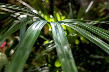 Palmiye yaprakları güzel bitkilerdir, yaprakları ise doğrusal yeşildir..