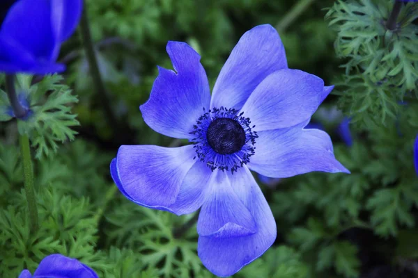 Eine Blaue Blume Mit Grünen Blättern Makroshot Bild — Stockfoto