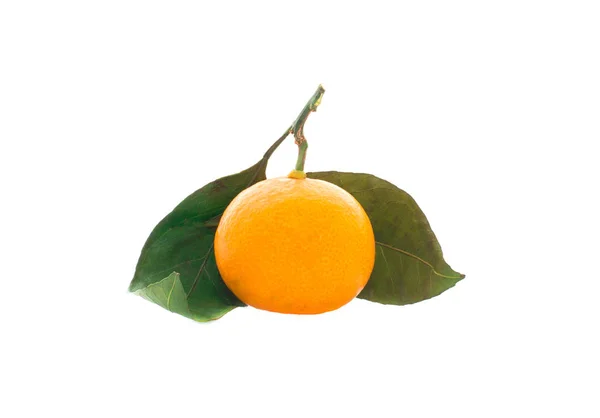 Mandarinas Naranjas Maduras Una Rama —  Fotos de Stock