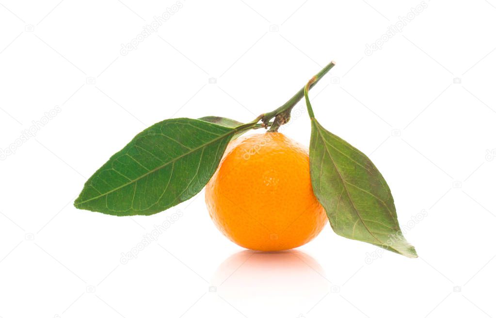 Ripe orange mandarins on a branch