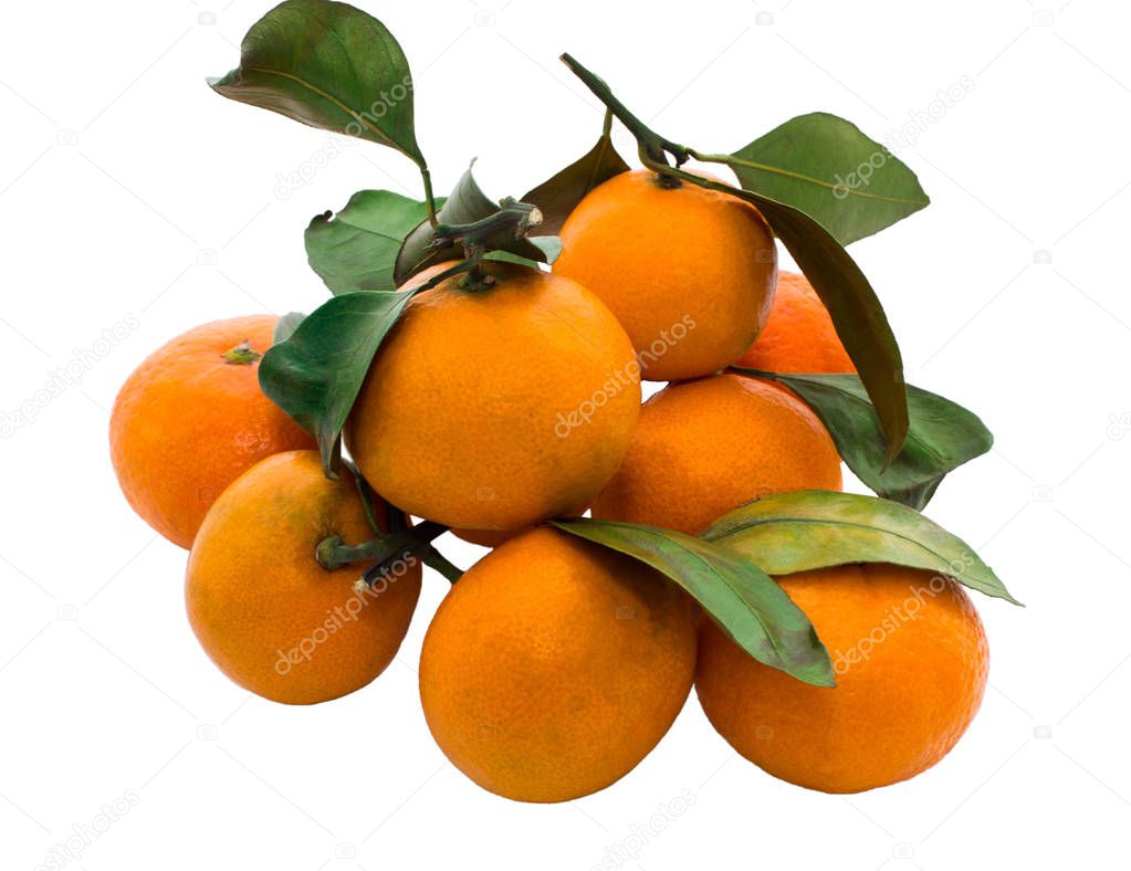 Ripe orange mandarins on a branch