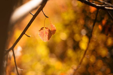 Sonbahar ormanındaki ağaçlar