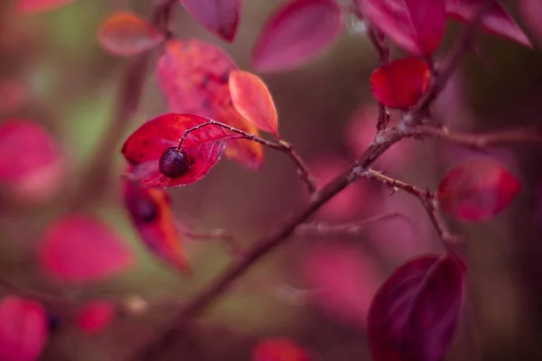 Cespuglio Autunnale Con Bacche Mature — Foto Stock