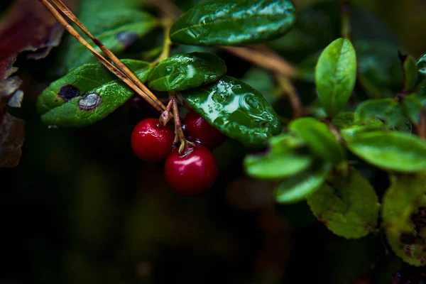 Ripe Red Wild Lingonberry Leaves Branch Forest Swamp Close People — Stock Photo, Image