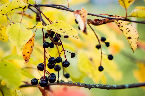 Dojrzałe Aronia Jesienią — Zdjęcie stockowe