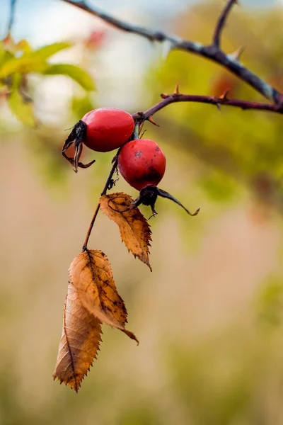 Hermosas Hojas Coloridas Otoño — Foto de Stock