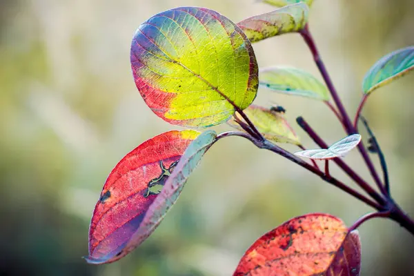 Belle Foglie Autunnali Colorate — Foto Stock