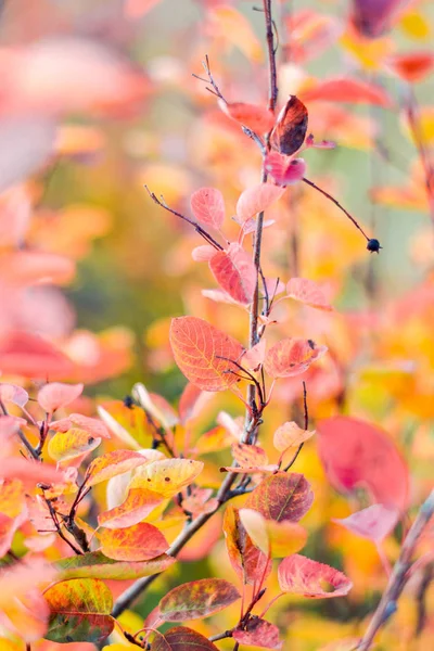 Belle Foglie Autunnali Colorate — Foto Stock