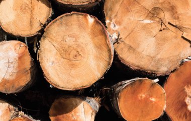 Güzel Boyutlanmış ahşap