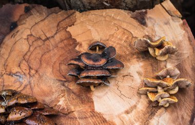 Ağaçtaki mantarlar