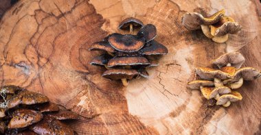 Ağaçtaki mantarlar