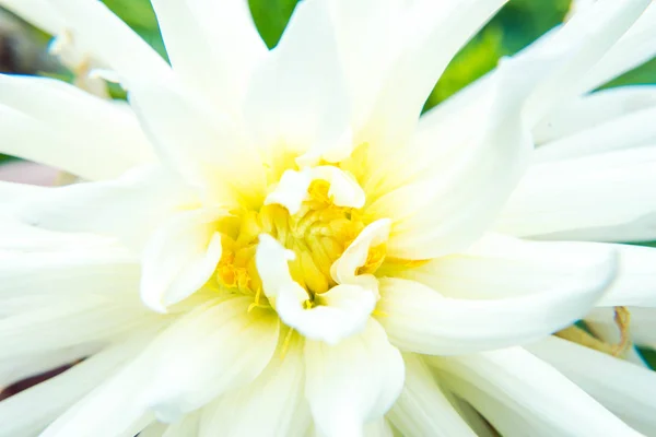 Beautiful summer flowers in the garden