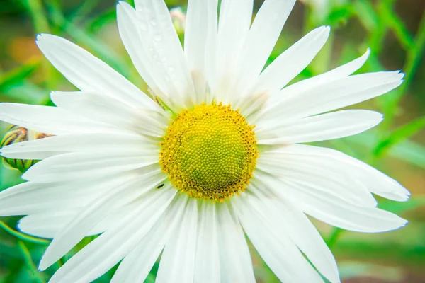 Bahçedeki güzel yaz çiçekleri
