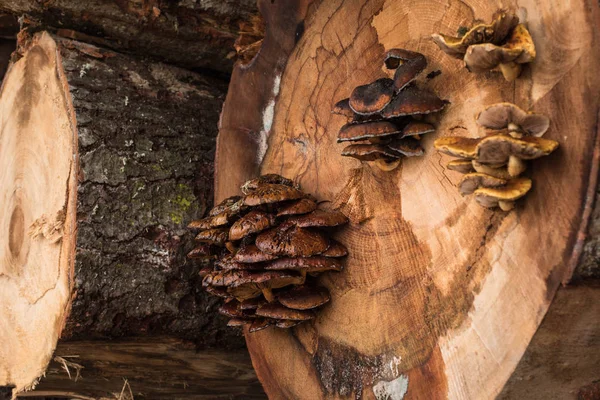 Funghi su un albero — Foto Stock