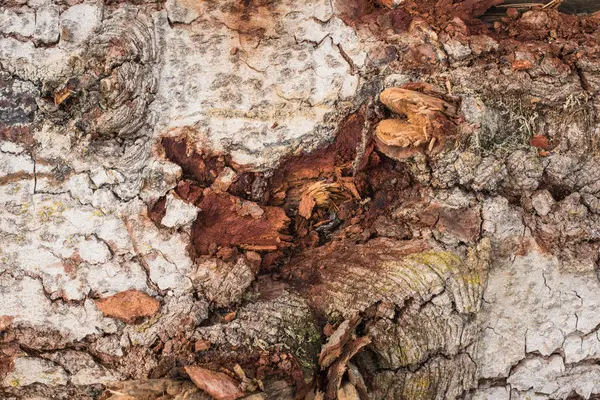 Mooie gezaagd hout — Stockfoto