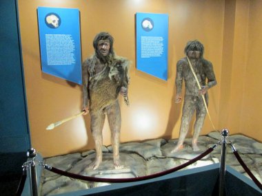 SVILAJNAC, SERBIA - Temmuz 2018: Sırbistan 'ın Svilajnac kentindeki Doğa Müzesinde Sergi Koleksiyonu.