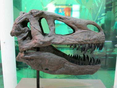 SVILAJNAC, SERBIA - Temmuz 2018: Sırbistan 'ın Svilajnac kentindeki Doğa Müzesinde Sergi Koleksiyonu.