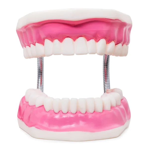 Oversize human teeth prosthesis — Stock Photo, Image