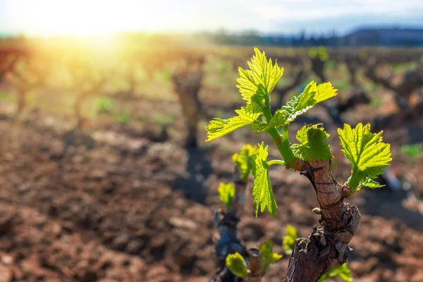 Germogli di vite in vigna — Foto Stock