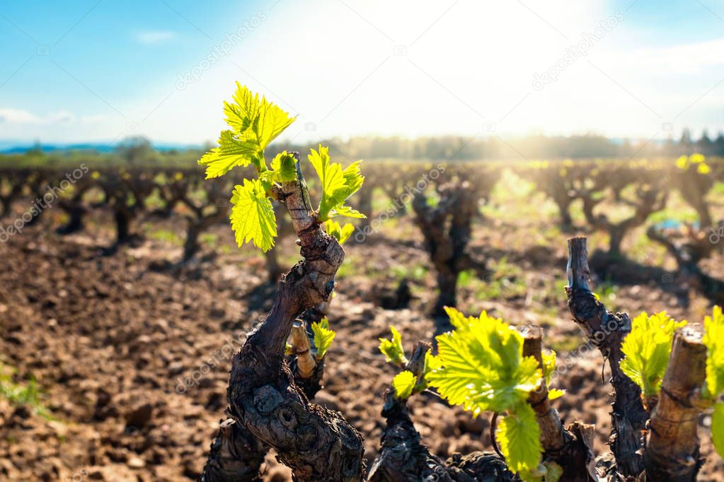 grapevines sprouts in vineyard