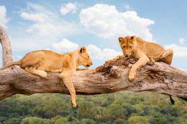 Two lions resting on tree trunk in savanna.