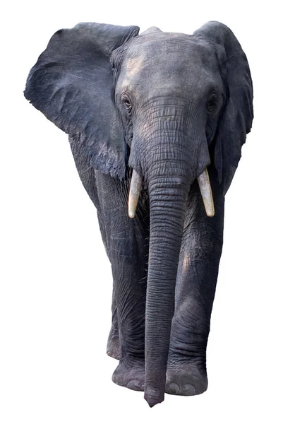 Elefante africano aislado sobre fondo blanco . —  Fotos de Stock