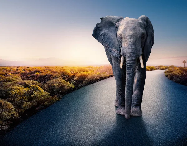 Elefante africano parado en camino de alquitrán . —  Fotos de Stock