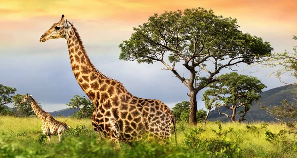 Giraffes in African savanna. — Stock fotografie