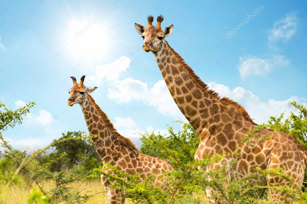 African giraffe in savanna bush.