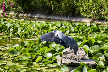 vahşi gri balıkçıl 