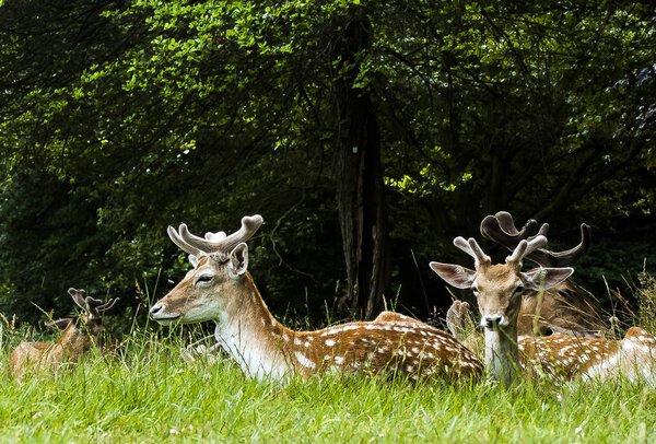Wild deer with family in British park