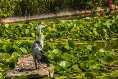AVI vahşi gri balıkçıl