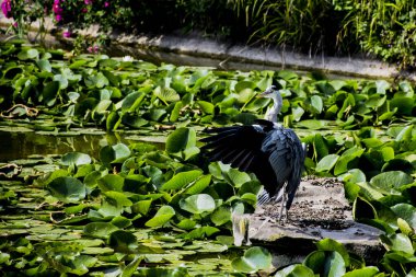 AVI vahşi gri balıkçıl