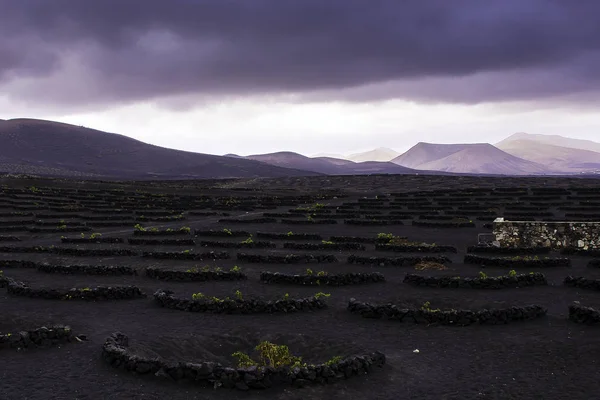 O Vale do Vinho de La Geria — Fotografia de Stock