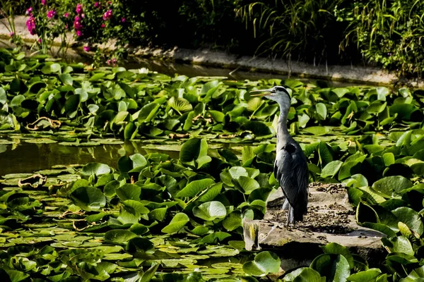 AVI vahşi gri balıkçıl