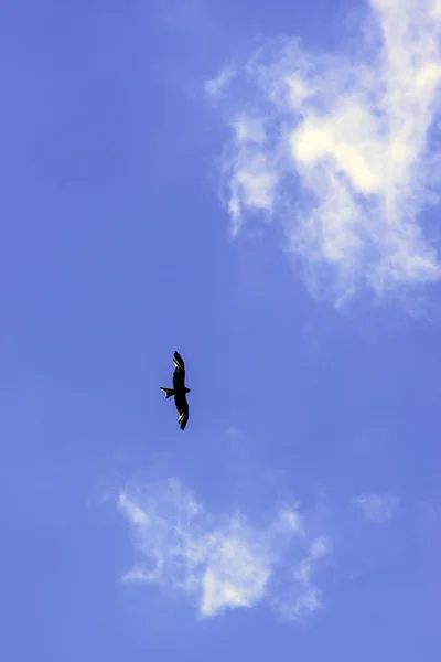 空の上の野生のハヤブサ — ストック写真