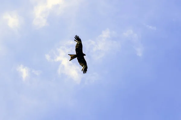 Wild falcon on the sky Stock Image