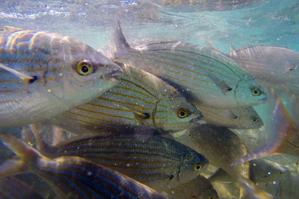 Wild Salema / Sarpa salpa in ocean — Stock Photo, Image