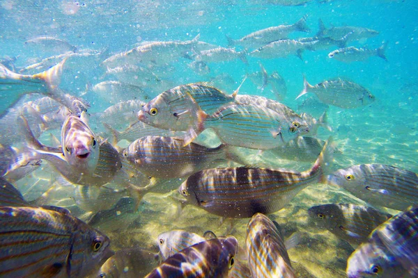 Wild Salema / Sarpa salpa in ocean — Stock Photo, Image