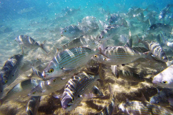 Salema salvaje / Sarpa salpa en el océano —  Fotos de Stock