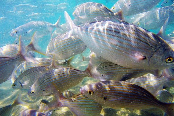 Wild Salema / Sarpa salpa in ocean — Stock Photo, Image