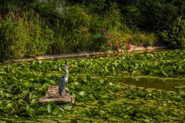 vahşi gri balıkçıl