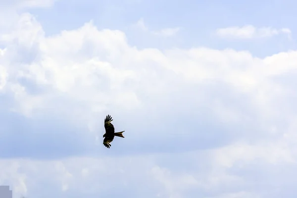 Falcão selvagem no céu — Fotografia de Stock