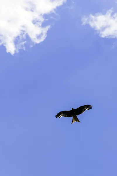 Falcão selvagem no céu — Fotografia de Stock