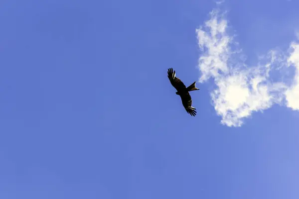 Falcão selvagem no céu — Fotografia de Stock