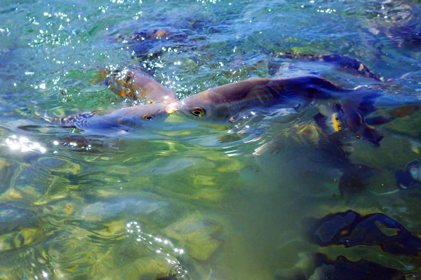 Salema salvaje / Sarpa salpa en el océano — Foto de Stock