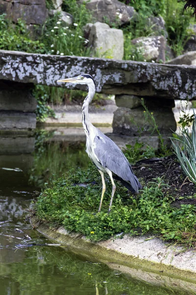 Garza gris salvaje —  Fotos de Stock