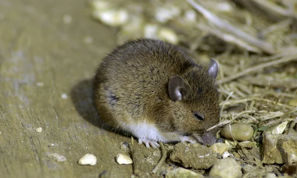 Wild Vote / Feldmaus — Stockfoto